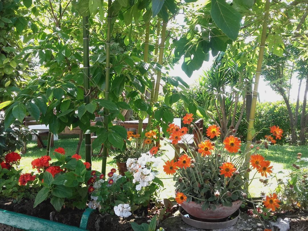 Pier Delle Vigne B&B Pineto Bagian luar foto